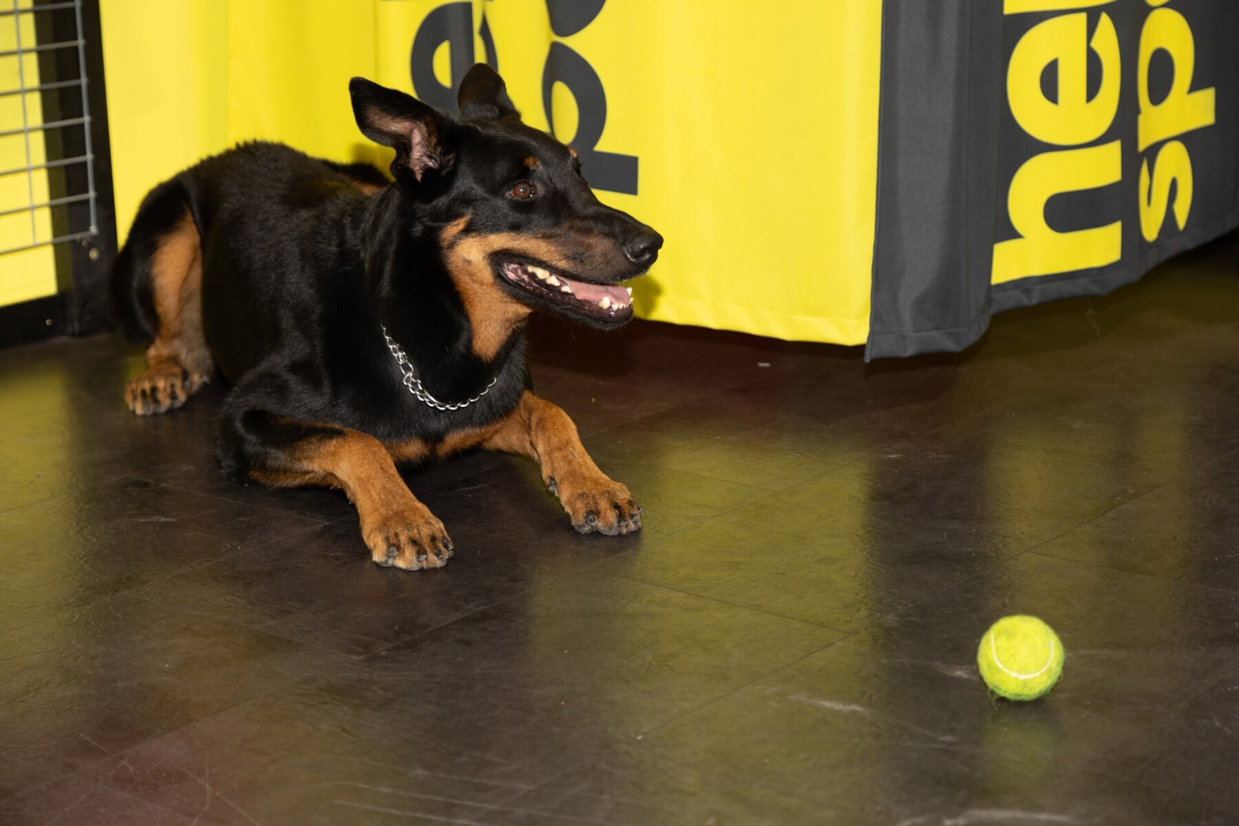 Hund